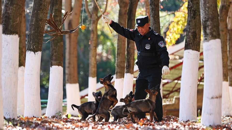 China is seeking self-sufficiency in police dogs