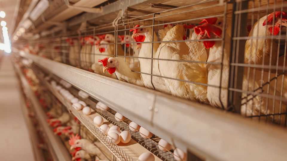 Britain's reliance on Ukrainian eggs is ruffling feathers